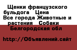 Щенки французского бульдога › Цена ­ 30 000 - Все города Животные и растения » Собаки   . Белгородская обл.